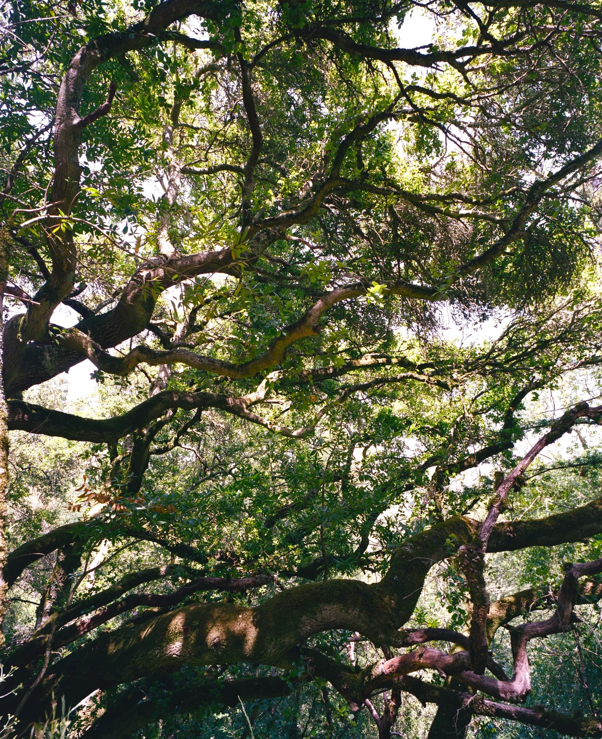 The Canopy